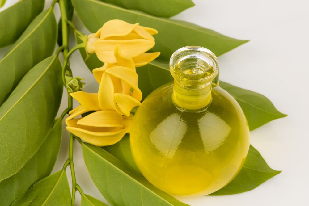 Glass bottle with yellow essential oil beside yellow ylang-ylang flowers on green leaves.