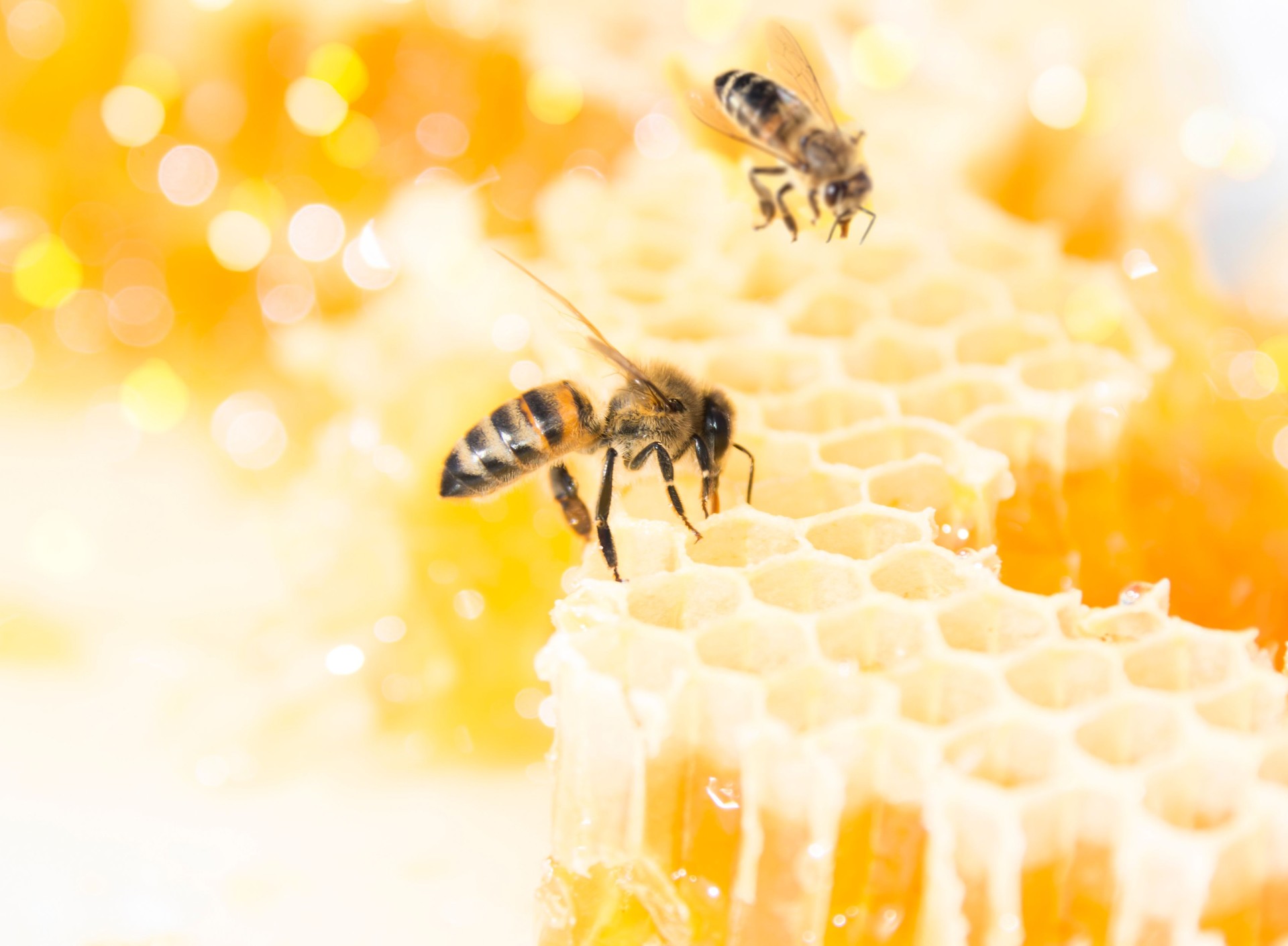 Bees on Honeycomb